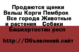 Продаются щенки Вельш Корги Пемброк  - Все города Животные и растения » Собаки   . Башкортостан респ.